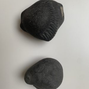 Fossile de pierre d’Ammonite de l’Himalaya /Saligram